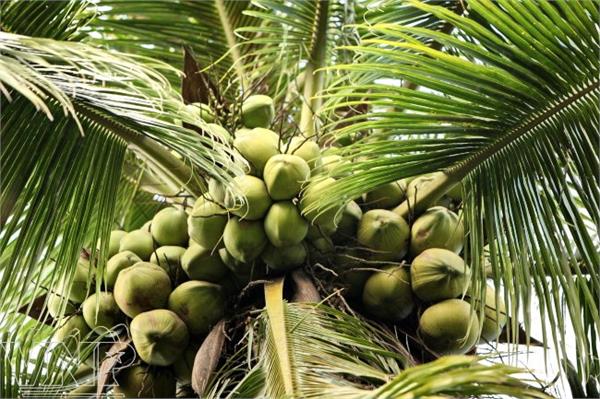 export of coconut products doubled