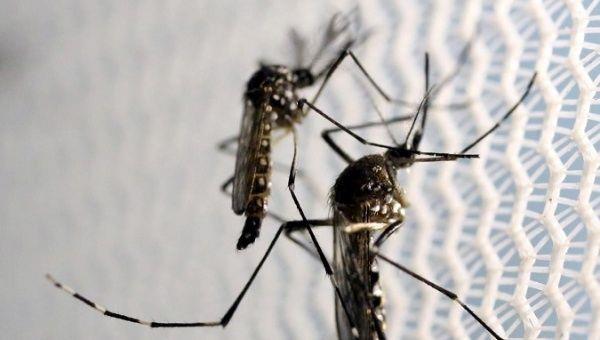 by eating plastic  our food chain is damaging mosquito