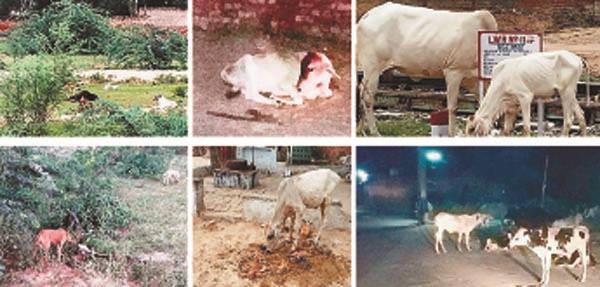 dog ate the calf and threw it