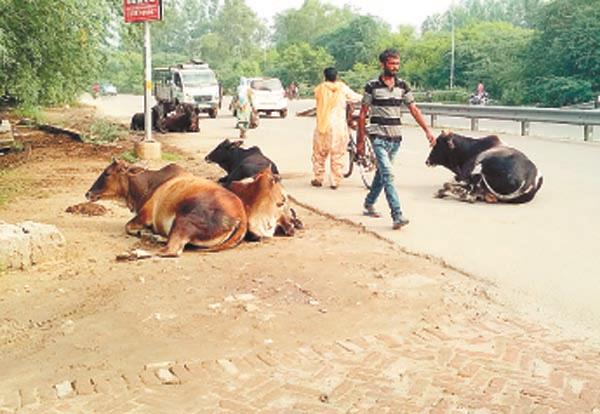 the shelter was due to animals  city creates   cattle pound  