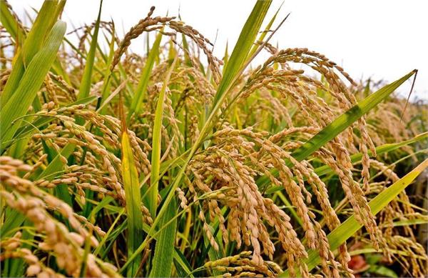 punjab is all set to start paddy procurement from october 1