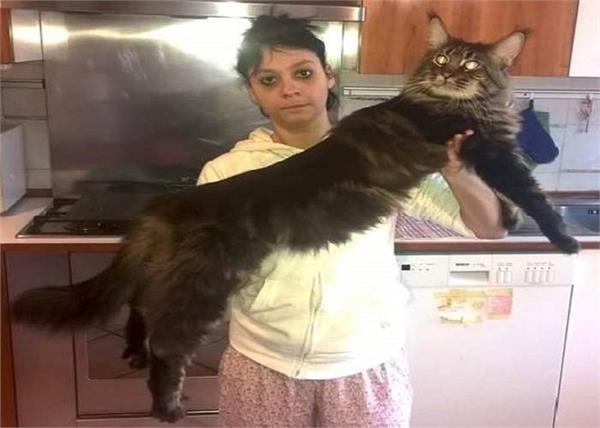 long cat  become topic of discussion