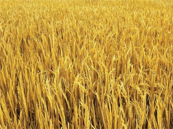 sugar and rice wheat and rice will now be bio fuel 4000 cr 