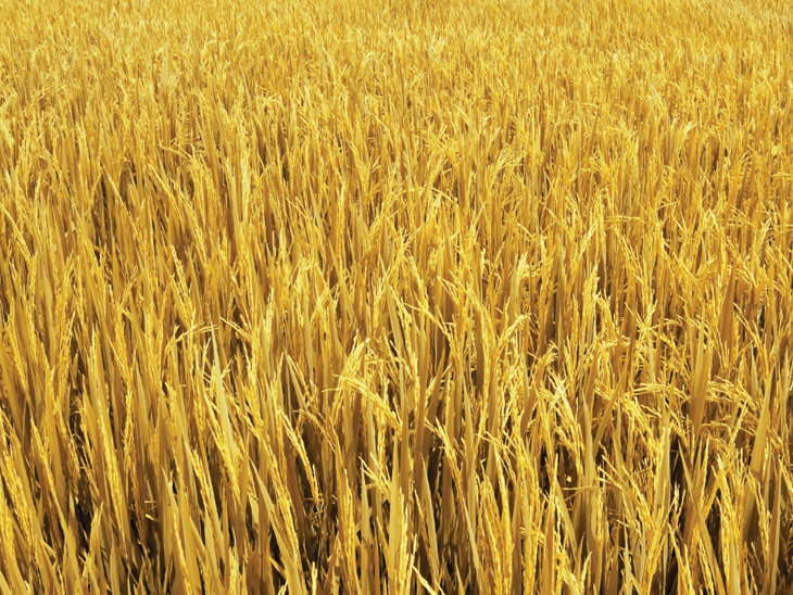 ਸਰ੍ਹੋਂ ਅਤੇ ਚੀਨੀ ਤੋਂ ਬਾਅਦ ਹੁਣ ਕਣਕ ਅਤੇ ਚੌਲ ਨਾਲ ਬਣੇਗਾ ਬਾਇਓ-ਫਿਊਲ, ਬਚਣਗੇ 4000 ਕਰੋੜ