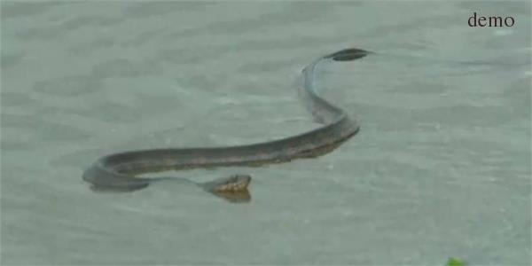 after hurricane florence now alligator and venomous snakes