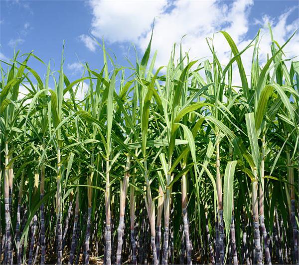 sugarcane bound self declaration farmer upset