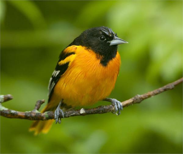 flying birds in canada and the united states