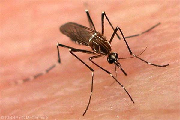 sri lanka  dengue kills 74 in 10 months