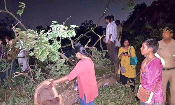 supreme court to hold special sitting tomorrow on aarey tree felling