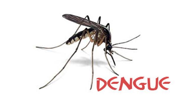 another woman dies of dengue fever