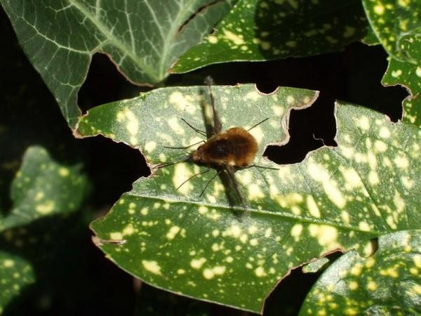 the biggest enemy of the crop has been scientifically imprisoned in the camera