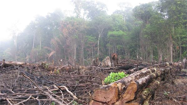 deforestation in the amazon forests of brazil broke a decade long record