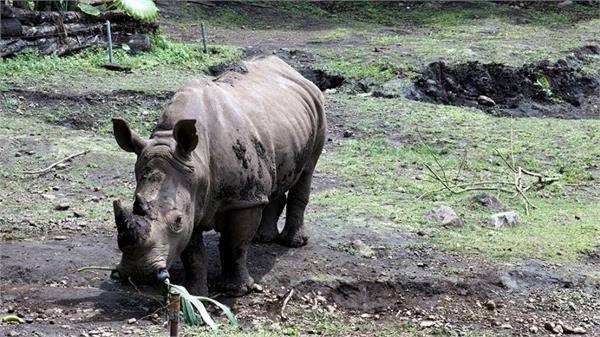 the last rhinoceros of the sumatra species dies in malaysia