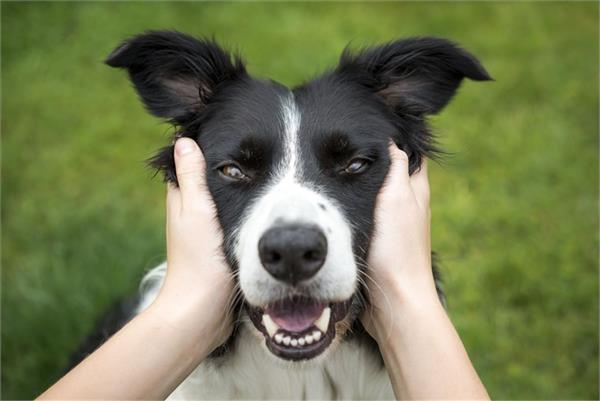 owner of the dog  who arrived at the hospital after the bite  died 16 days later