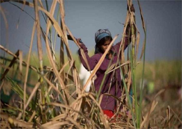 maharashtra 30 thousand laborers woman uterus