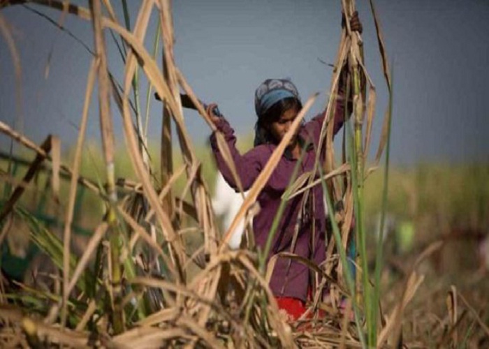 ਮਹਾਰਾਸ਼ਟਰ ''ਚ ਹਜ਼ਾਰਾਂ ਗੰਨਾ ਮਜ਼ਦੂਰ ਔਰਤਾਂ ਨੇ ਕੱਢਵਾਈ ''ਬੱਚੇਦਾਨੀ'', ਚਿੱਠੀ ਤੋਂ ਹੋਇਆ ਖੁਲਾਸਾ