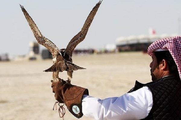 pakistan  houbara bustards 