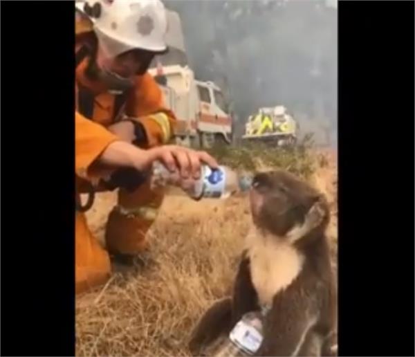 terrible fire in forests video of firefighters drinking water to animals viral