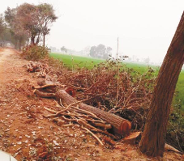 roads cutting trees  environment dandruff