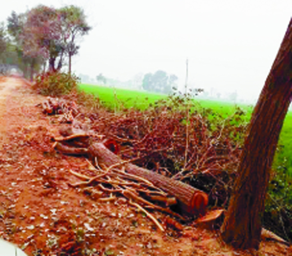 ਸਡ਼ਕਾਂ ਨੇੜਿਓਂ ਦਰੱਖਤਾਂ ਦੀ ਕਟਾਈ, ਵਾਤਾਵਰਣ ਨਾਲ ਖਿਲਵਾਡ਼, ਸਰਕਾਰ ਨੂੰ ਲੱਗ ਰਿਹੈ ਰਗਡ਼ਾ