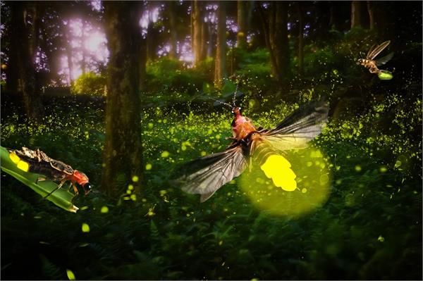 firefly village