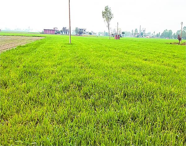 gurdaspur  rain  crops  boons