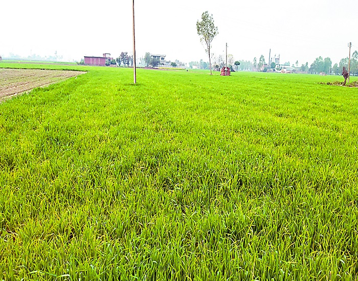 ਨਵੇਂ ਸਾਲ ਦੀ ਪਹਿਲੀ ਬਾਰਿਸ਼ ਫਸਲਾਂ ਲਈ ਬਣੀ ਵਰਦਾਨ
