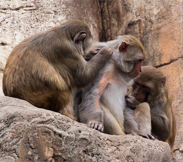 monkeys 