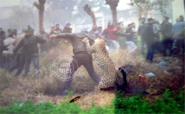 leopard in jalandhar