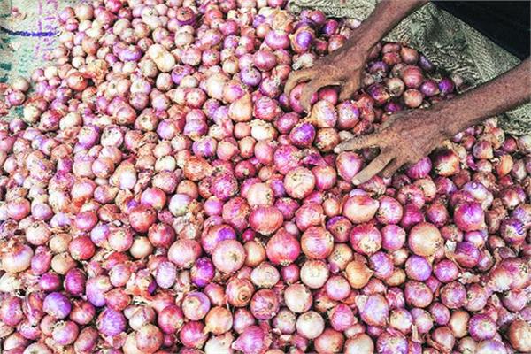 onion crop bumper crop for farmers