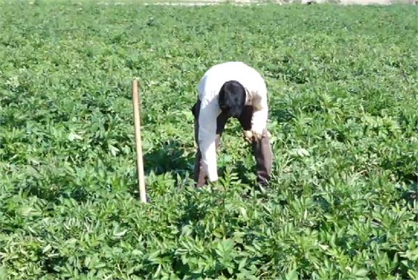 bathinda  kisan  potato crops