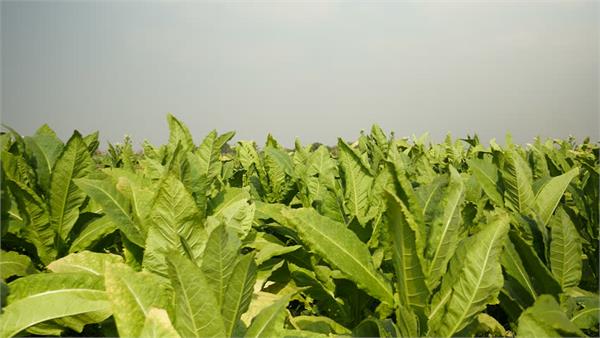 china will export tobacco leaves