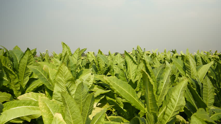 ਚੀਨ ਨੂੰ ਹੋਵੇਗੀ ਤੰਬਾਕੂ ਪੱਤਿਆਂ ਦੀ ਬਰਾਮਦ