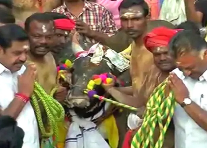 ਪਲਾਨੀਸਵਾਮੀ ਨੇ ''ਜੱਲੀਕਟੂ'' ਨੂੰ ਦਿਖਾਈ ਹਰੀ ਝੰਡੀ