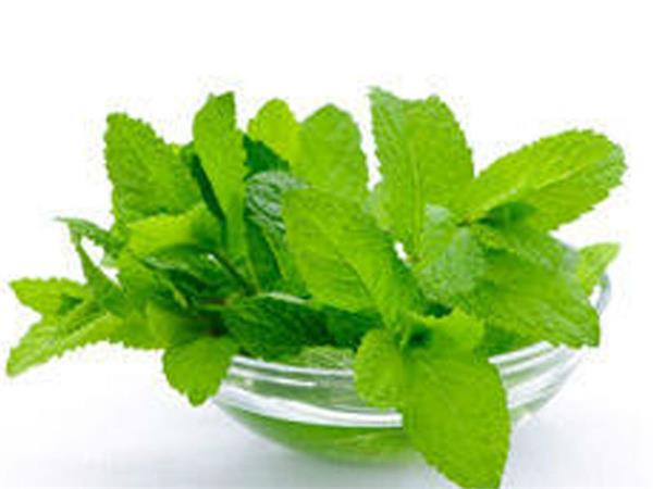 benefits of mint  s magical