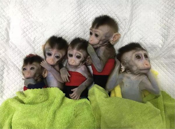 china creates  monstrous  monkey clones