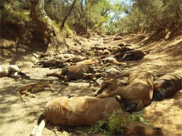 the fierce heat in australia  the death of 90 wild horses