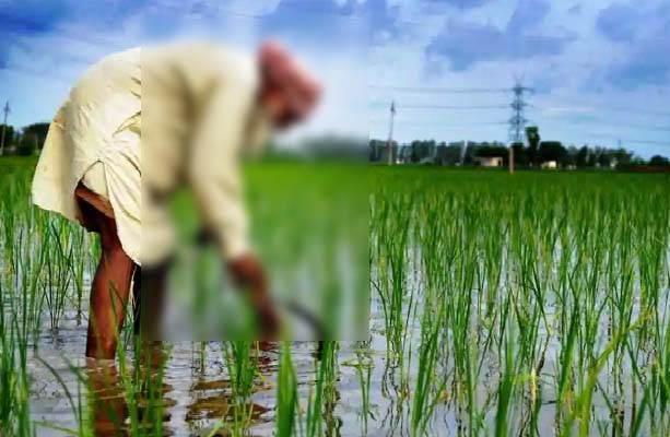 ਮੁਲਾਜ਼ਮ ਪਰਿਵਾਰਾਂ ਵਾਲੇ ਕਿਸਾਨਾਂ ਨੂੰ ਨਹੀਂ ਮਿਲੇਗਾ ਸਰਕਾਰੀ ਯੋਜਨਾ ਦਾ ਲਾਭ