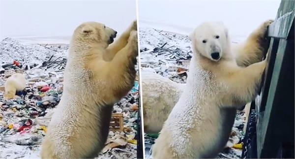 polar beers residential areas russia