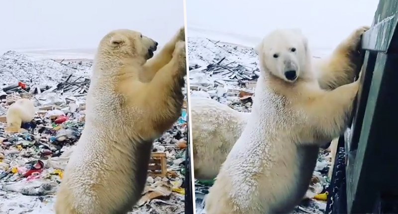 ਰੂਸ ਦੇ ਰਿਹਾਇਸ਼ੀ ਇਲਾਕਿਆਂ ''ਚ ਦਾਖਲ ਹੋਏ ਪੋਲਰ ਬੀਅਰ, ਐਮਰਜੈਂਸੀ ਲਾਗੂ