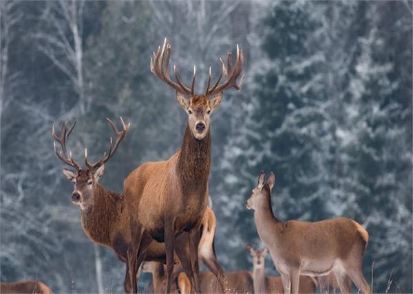 canada america  zombie deer