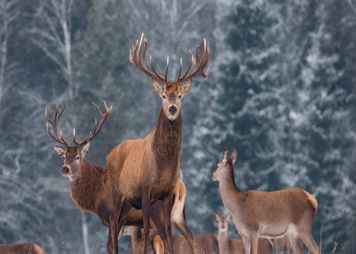 ਕੈਨੇਡਾ-ਅਮਰੀਕਾ ''ਚ ''ਜ਼ੋਮਬੀ ਡੀਅਰ'' ਬੀਮਾਰੀ ਦੇ ਮਨੁੱਖਾਂ ''ਚ ਫੈਲਣ ਦਾ ਖਦਸ਼ਾ