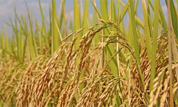 paddy heavy rains