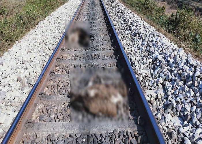 ਟਰੈਕ ''ਤੇ ਗਾਂ ਖਾ ਰਹੇ 6 ਗਿੱਧ ਟਰੇਨ ਦੀ ਲਪੇਟ ''ਚ ਆਏ, ਮੌਤ