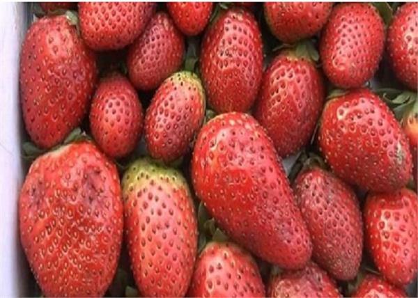 strawberries in himachal pradesh