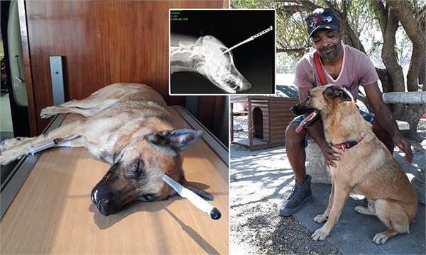 brave dog knife head