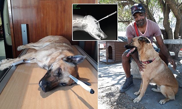 ਮੀਡੀਆ ''ਤੇ ਛਾਈ ਬਹਾਦਰ ਕੁੱਤੇ ਦੀ ਕਹਾਣੀ, ਮੌਤ ਨਾਲ ਲੜ ਬਚਾਈ ਮਾਲਕ ਦੀ ਜਾਨ