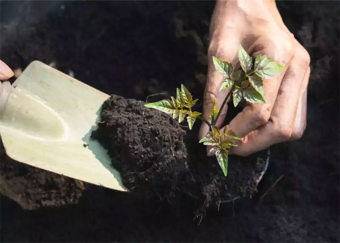 ਬੂਟੇ ਲਗਾਉਣ ਵਿਚ ਸਭ ਤੋਂ ਅੱਗੇ ਹੈ ਭਾਰਤ-ਚੀਨ : ਨਾਸਾ