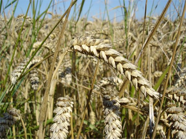 wheat  dr amarjit tanda