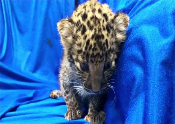 airport tourist leopard child